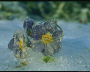 Картинка разное