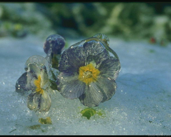 Обои картинки фото разное