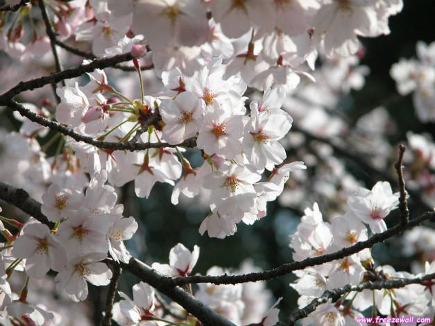 Обои картинки фото цветы, цветущие, деревья, кустарники