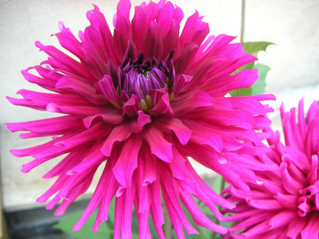 Обои картинки фото цветы, георгины