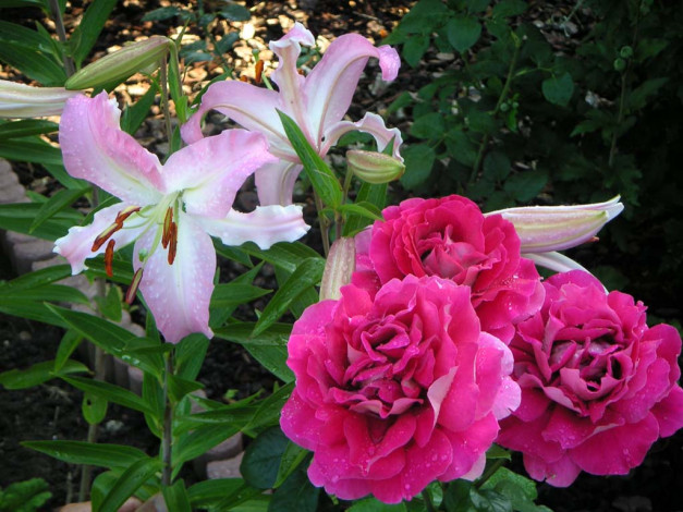 Обои картинки фото цветы, разные, вместе