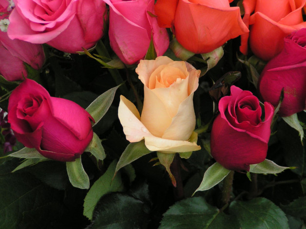 Обои картинки фото цветы, розы