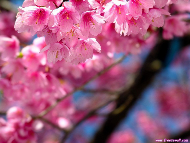 Обои картинки фото цветы, сакура, вишня