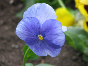 Картинка цветы анютины глазки садовые фиалки