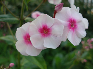 Картинка цветы флоксы