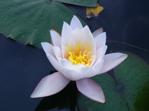 Картинка цветы лилии водяные нимфеи кувшинки