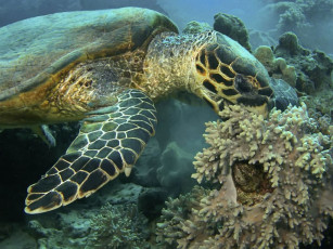 Картинка elena medvedeva уж очень кушать хочеться животные Черепахи