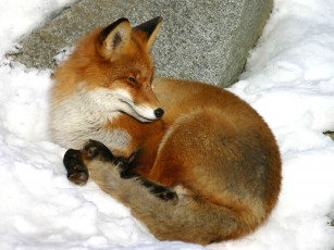 Картинка надоело все by singim животные лисы