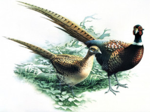 Картинка рисованные животные птицы