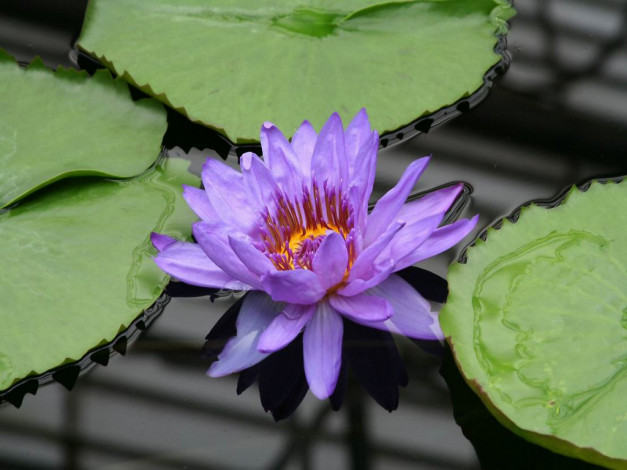 Обои картинки фото цветы, лилии, водяные, нимфеи, кувшинки