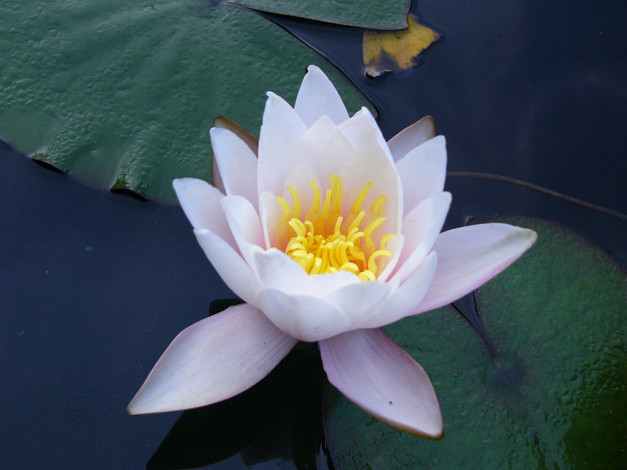 Обои картинки фото цветы, лилии, водяные, нимфеи, кувшинки