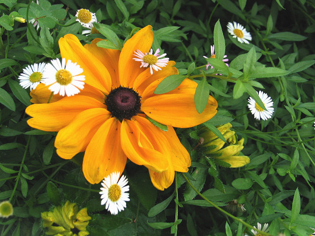 Обои картинки фото цветы, разные, вместе