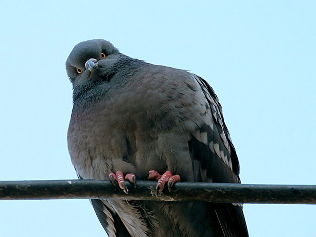 Обои картинки фото хлеб, дай, авт, zёbra, животные, голуби