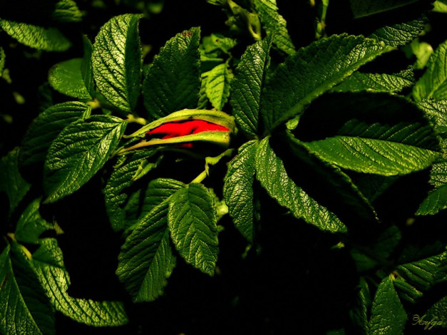 Обои картинки фото красная, капля, авт, anfeja, цветы, шиповник