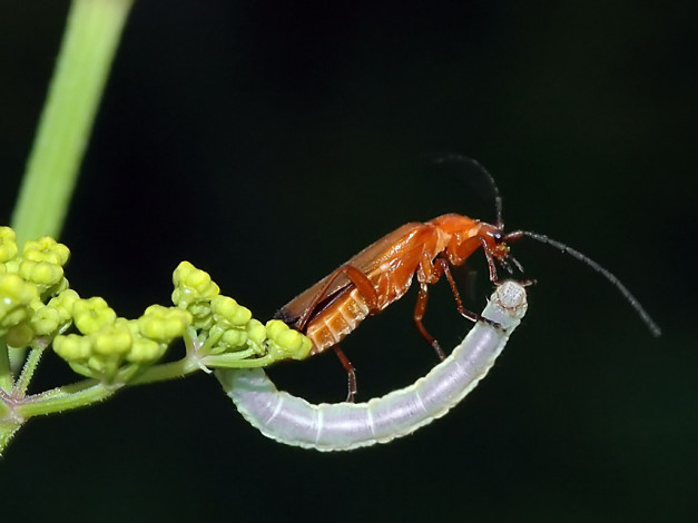 Обои картинки фото молилась, ли, ты, на, ночь, дездемона, by, qw, животные, насекомые