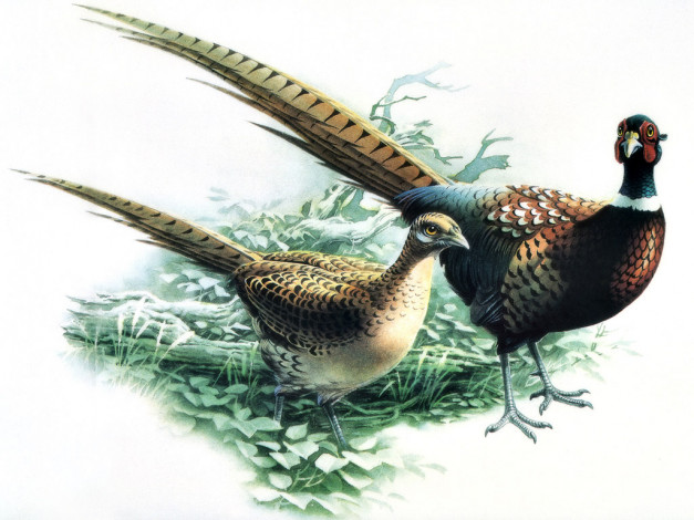 Обои картинки фото рисованные, животные, птицы