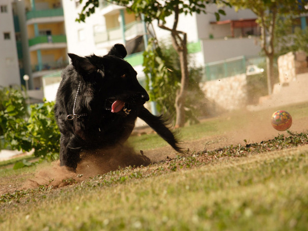 Обои картинки фото занесло, авт, беллка, животные, собаки
