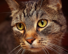 Картинка животные коты