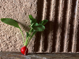 Картинка еда редис репа редька