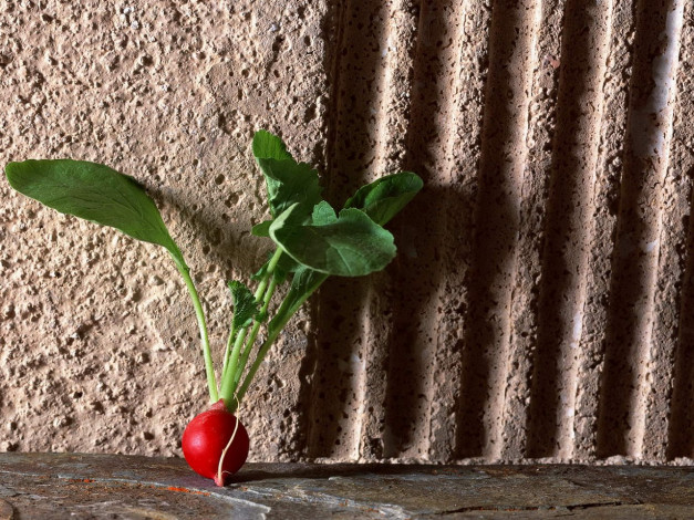 Обои картинки фото еда, редис, репа, редька