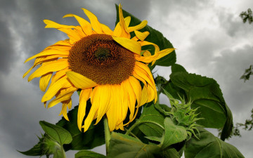 Картинка цветы подсолнухи