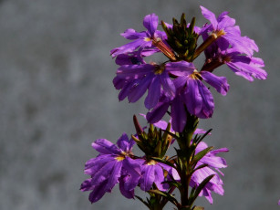 Картинка цветы лобелии серый сиреневый