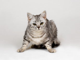 Картинка животные коты взгляд