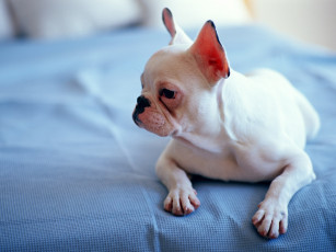 Картинка животные собаки бульдог