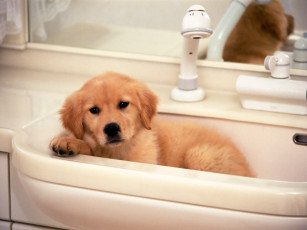 Картинка животные собаки щенок