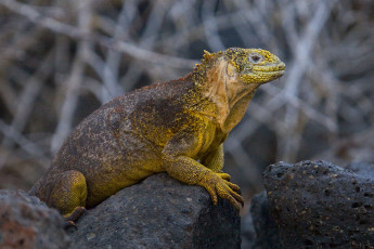 Картинка галапагосская игуана животные Ящерицы игуаны вараны камни