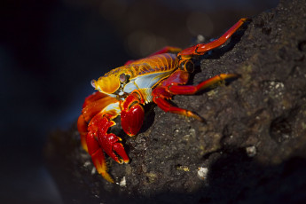 Картинка животные крабы раки клешни яркого цвета