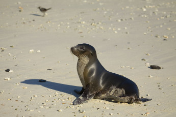 Картинка животные тюлени морские львы котики песок гладкая шерсть
