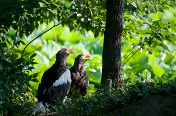 Картинка животные птицы хищники лес