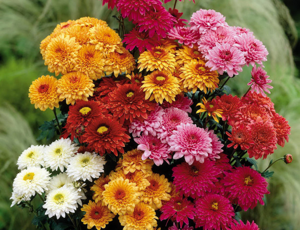 Обои картинки фото цветы, хризантемы, красные, белые, розовые, желтые