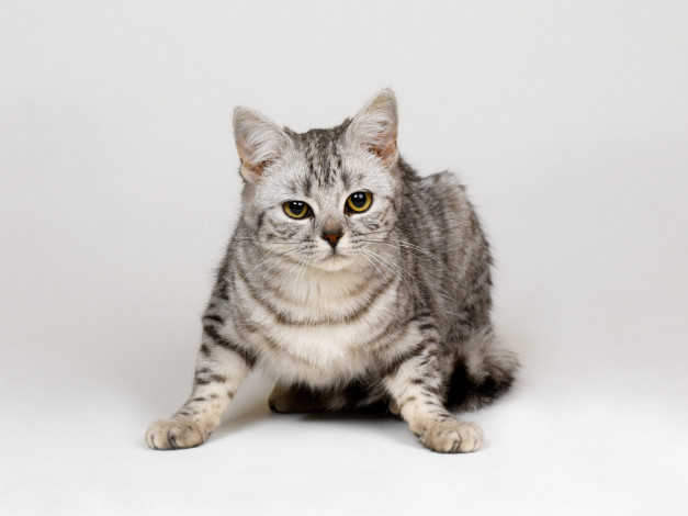 Обои картинки фото животные, коты, взгляд