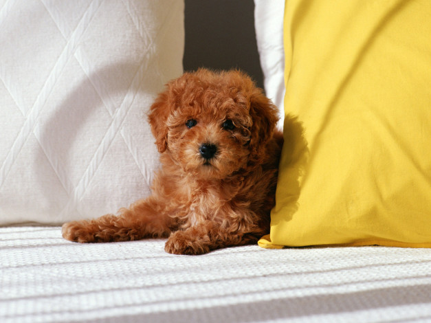 Обои картинки фото животные, собаки, щенок