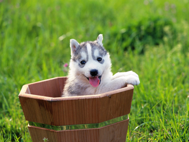 Обои картинки фото животные, собаки, щенок