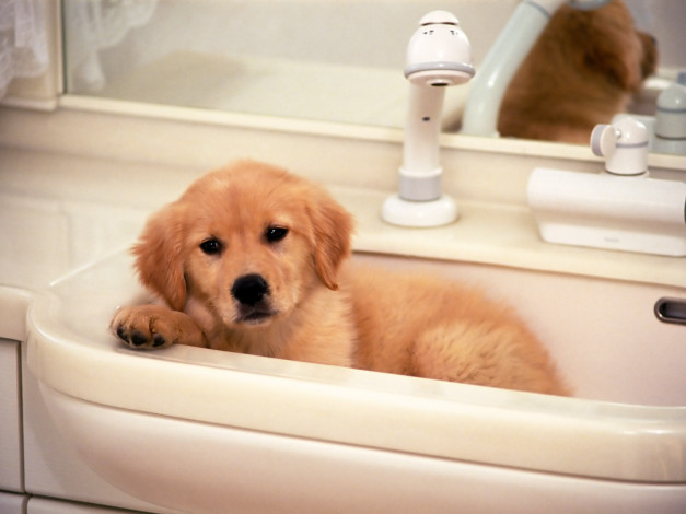 Обои картинки фото животные, собаки, щенок