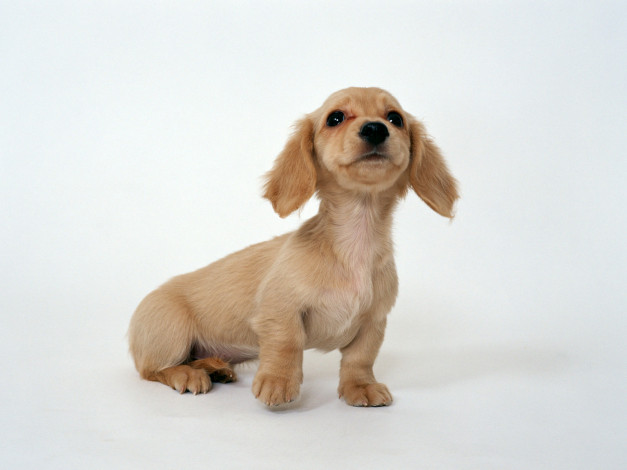 Обои картинки фото животные, собаки, щенок