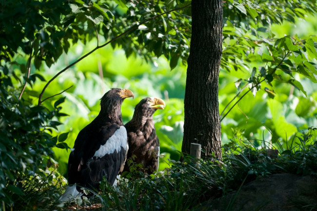 Обои картинки фото животные, птицы, хищники, лес