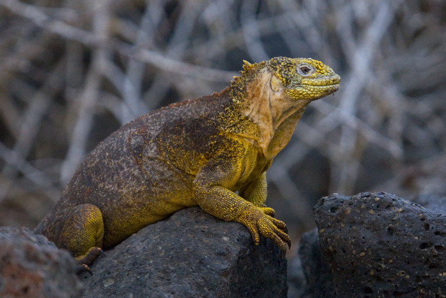 Обои картинки фото галапагосская, игуана, животные, Ящерицы, игуаны, вараны, камни