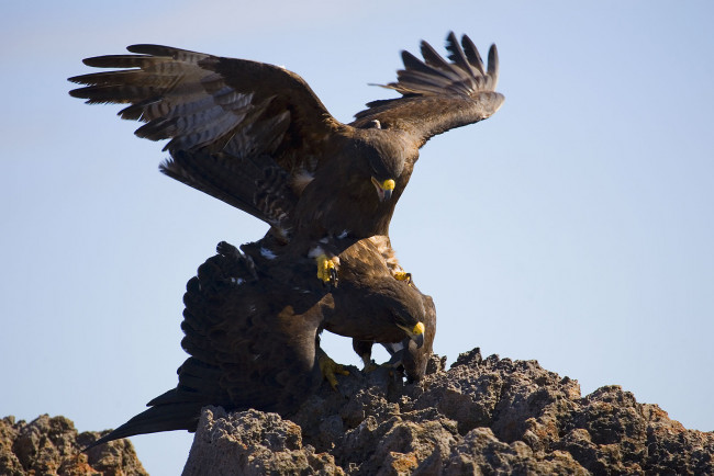 Обои картинки фото галапагосский, канюк, животные, птицы, хищники, две, скала