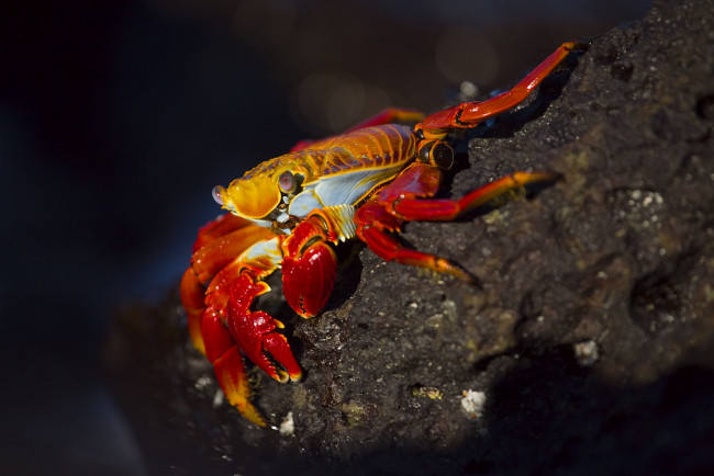 Обои картинки фото животные, крабы, раки, клешни, яркого, цвета
