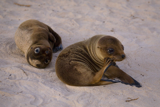 Обои картинки фото животные, тюлени, морские, львы, котики, на, песке