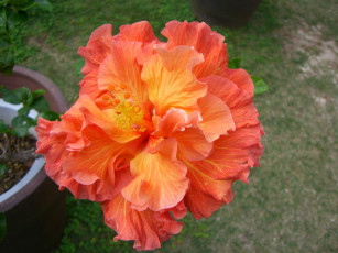 Картинка цветы гибискусы лепестки