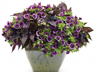 Картинка цветы петунии калибрахоа calibrachoa