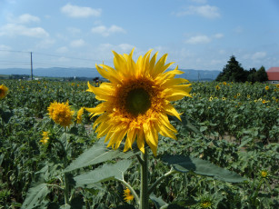 Картинка цветы подсолнухи