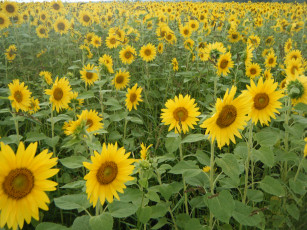 Картинка цветы подсолнухи