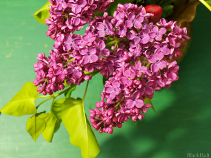 Картинка цветы сирень