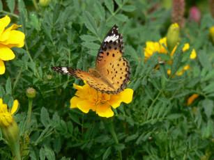 Картинка животные бабочки бабочка